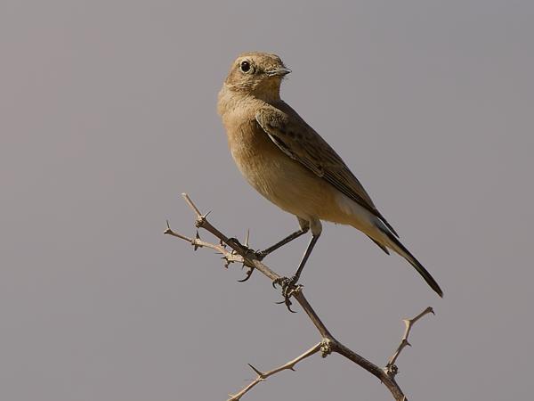 <h3>Oenanthe deserti / Desert wheatear / Woestijntapuit</h3>OM-1 Mark II with OLYMPUS M.150-400mm F4.5 TC, 1/2000 sec at F5.6, ISO 250, distance 25.2 m